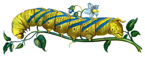 Acherontia atropos caterpillar