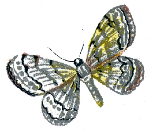 Acidalia decorata