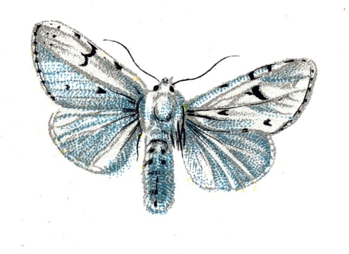 Acronycta leporina