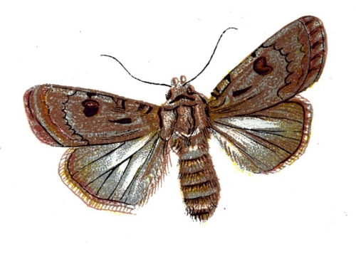 Agrotis exclamationis