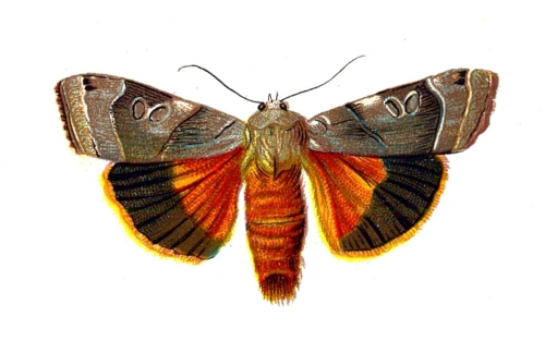 Agrotis fimbria