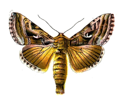 Agrotis ipsilon