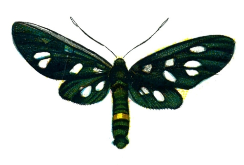 Amata phegea