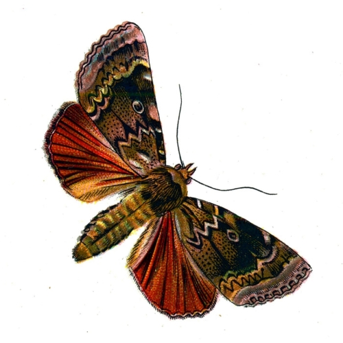 Amphipyra pyramidea