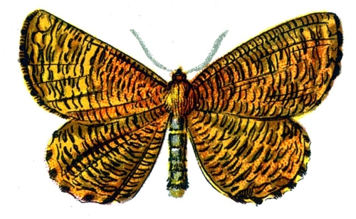 Angerona prunaria