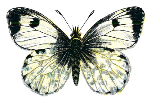 Anthocharis cardamines femelle