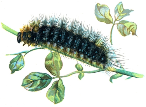 Arctia caja caterpillar