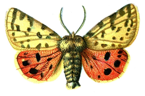 Arctia purpurata