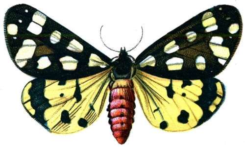 Arctia villica