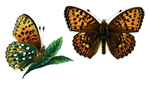 Argynnis aglaja