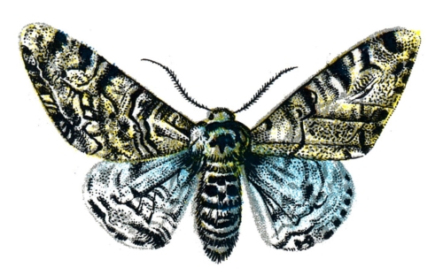 Biston betularia