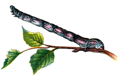 Biston betularia caterpillar