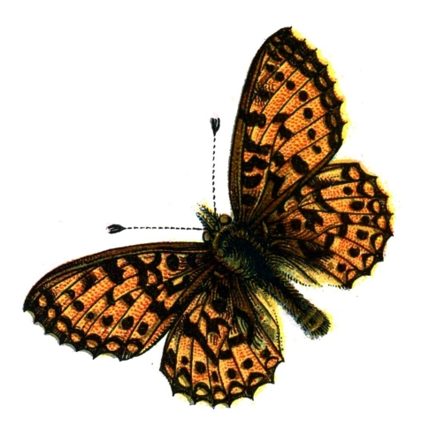 Boloria selene