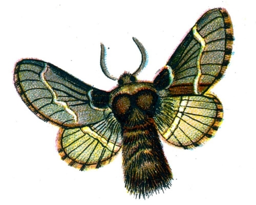 Bombyx populi