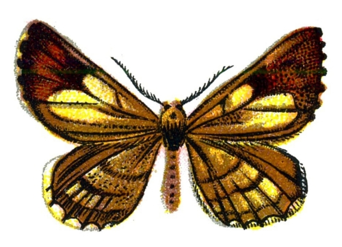 Bupalus pinaria male