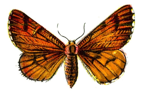 Bupalus piniaria femelle