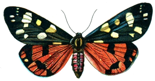 Callimorpha dominula