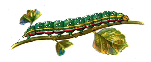 Calocampa vetusta caterpillar