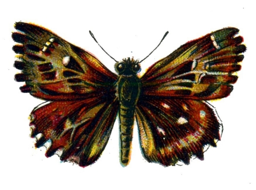 Carcharodus alceae