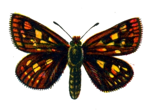 Carterocephalus palaemon