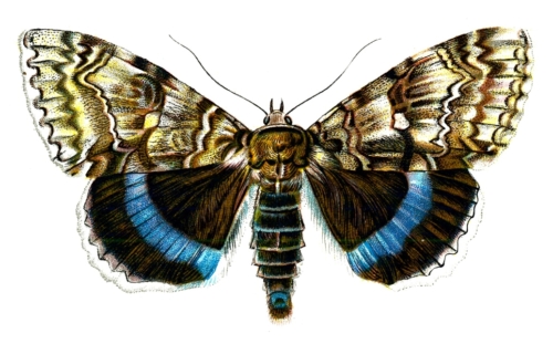 European Butterflies - Old Book Art