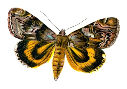 Catocala fuminea