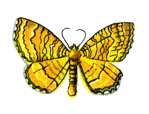 Cidaria bilineata