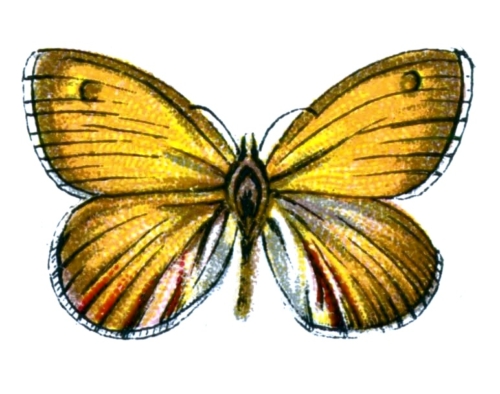 Coenonympha pamphilus