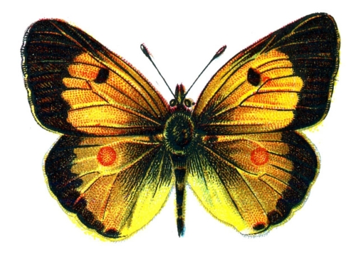 Colias edusa male