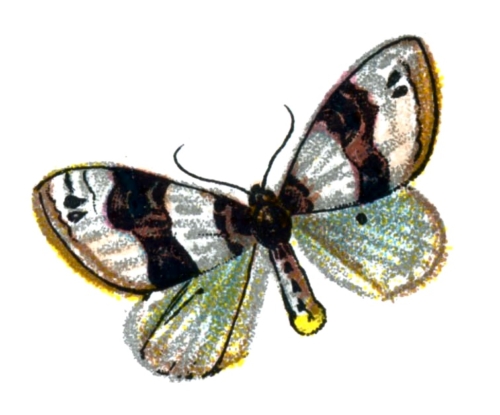 Cosmorhoe ocellata