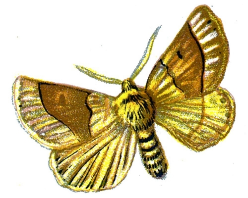 Crocallis elinguaria