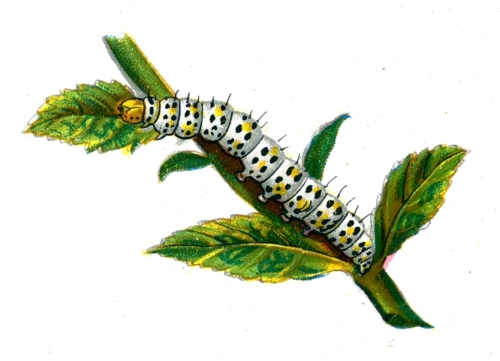 Cucullia verbasci caterpillar