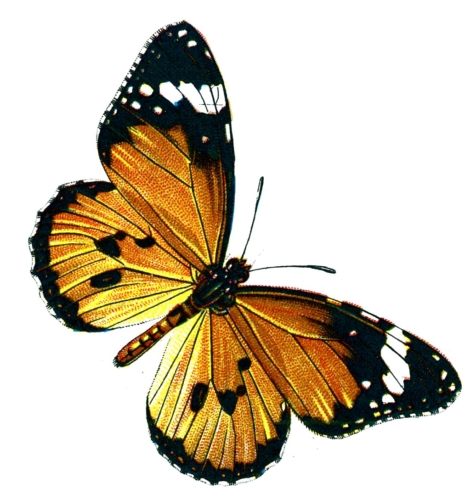 Danaus chrysippus