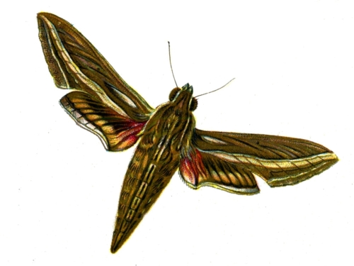 Deilephila celerio