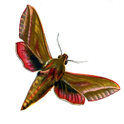 Deilephila elpenor