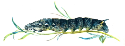 Deilephila elpenor caterpillar