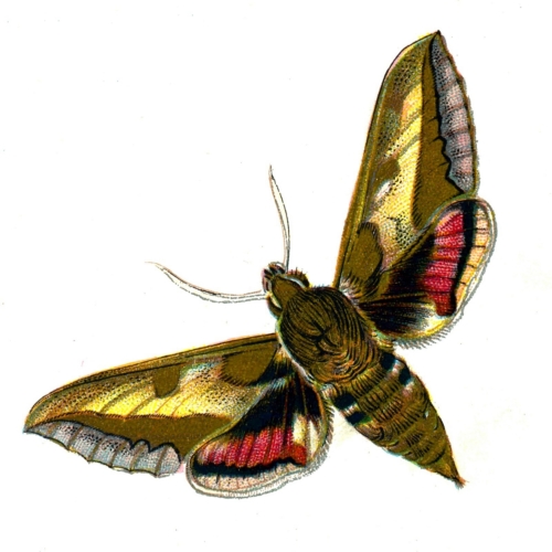 Deilephila euphorbiae