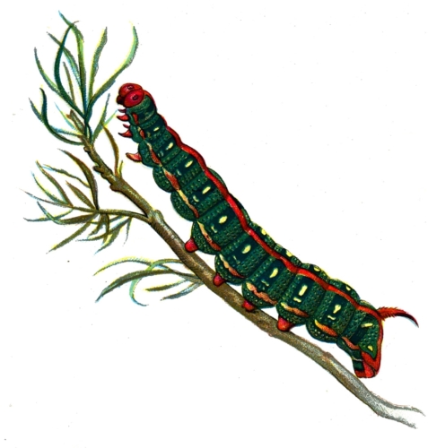 Deilephila euphorbiae caterpillar