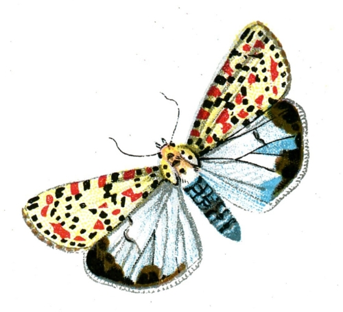 Deiopeia pulchella