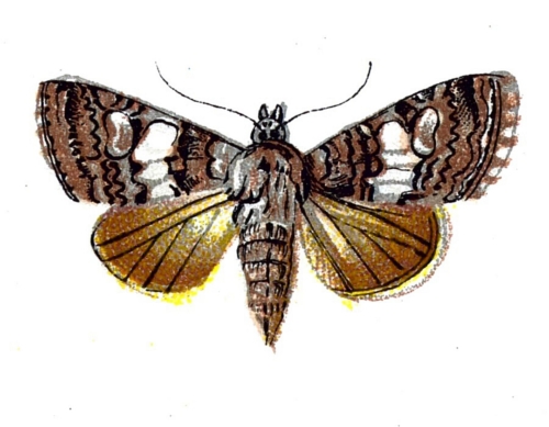 Dianthoecia compta