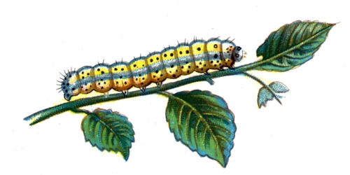 Diloba caeruleocephala caterpillar