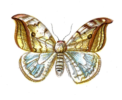 Drepana falcataria