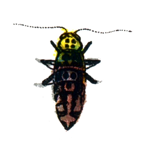 Erannis defoliaria female