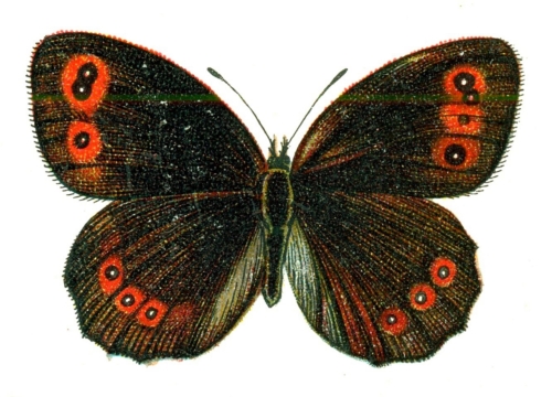 Erebia aethiops