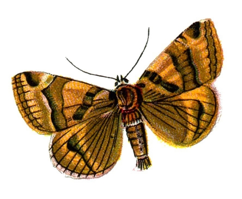 Euclidia glyphica