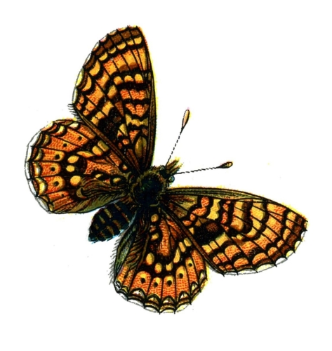 Euphydryas aurinia