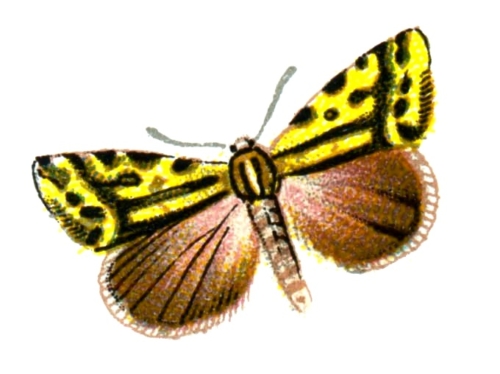 Eustrotia trabealis