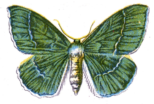 Geometra papilionaria