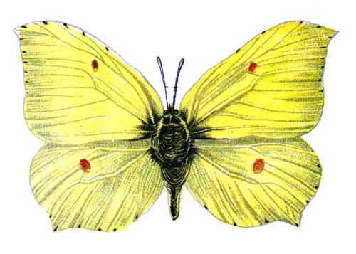 Gonepteryx rhamni male