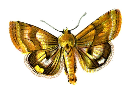 Heliothis dipsaceus